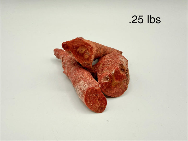 Stabilized Rough Apple Coral - .25lb, .50lb, or 1 lb lots